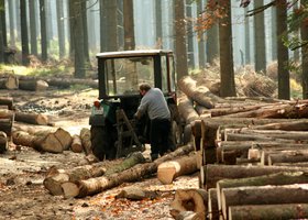 Україна для опалення взимку заготує рекордну кількість дров