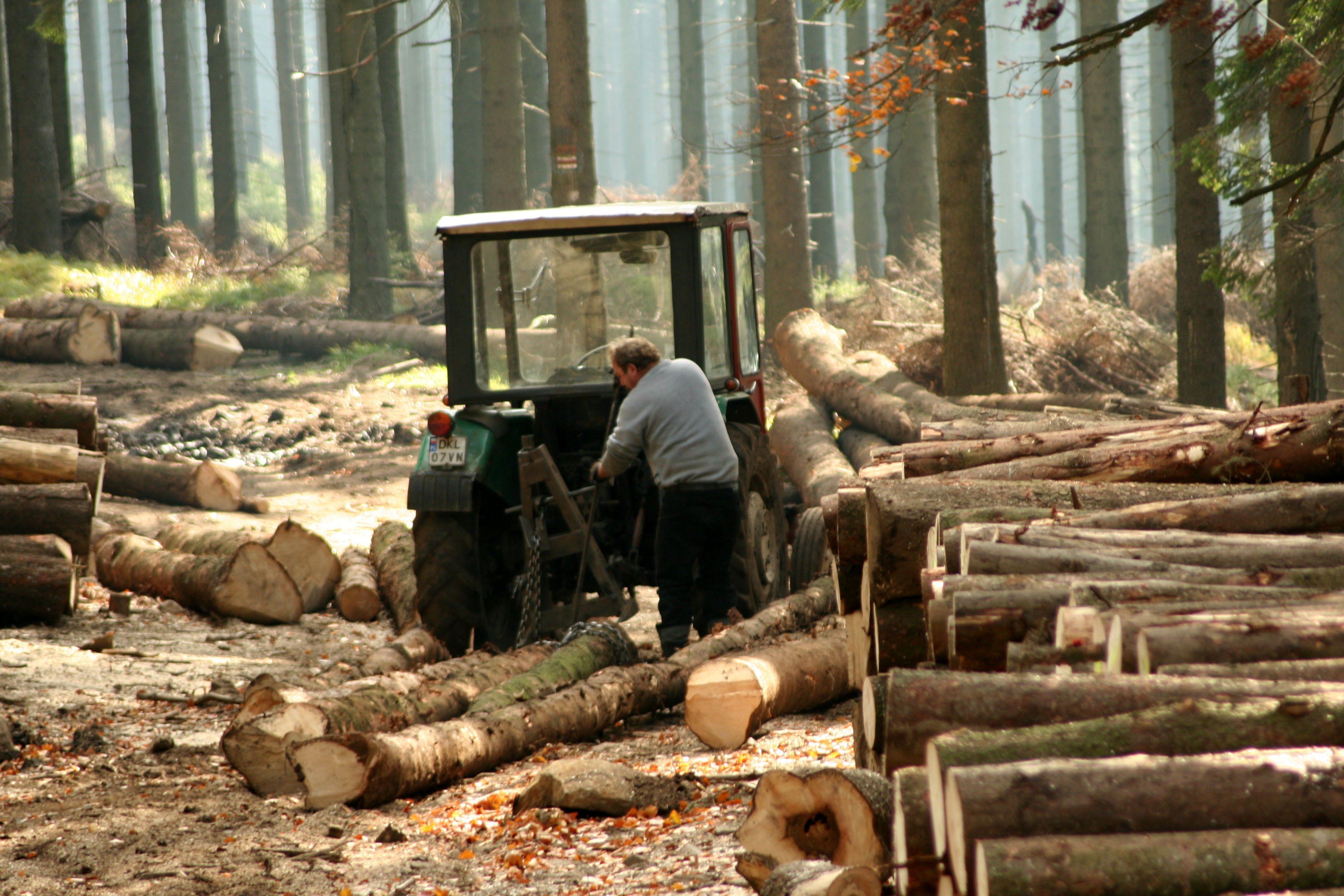 Україна для опалення взимку заготує рекордну кількість дров