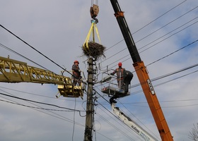 Енергетики ДТЕК за 10 років укріпили 538 гнізд лелек на електроопорах